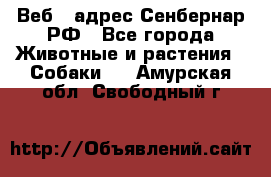 Веб – адрес Сенбернар.РФ - Все города Животные и растения » Собаки   . Амурская обл.,Свободный г.